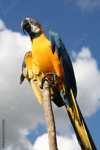 guacamaya amarilla photo