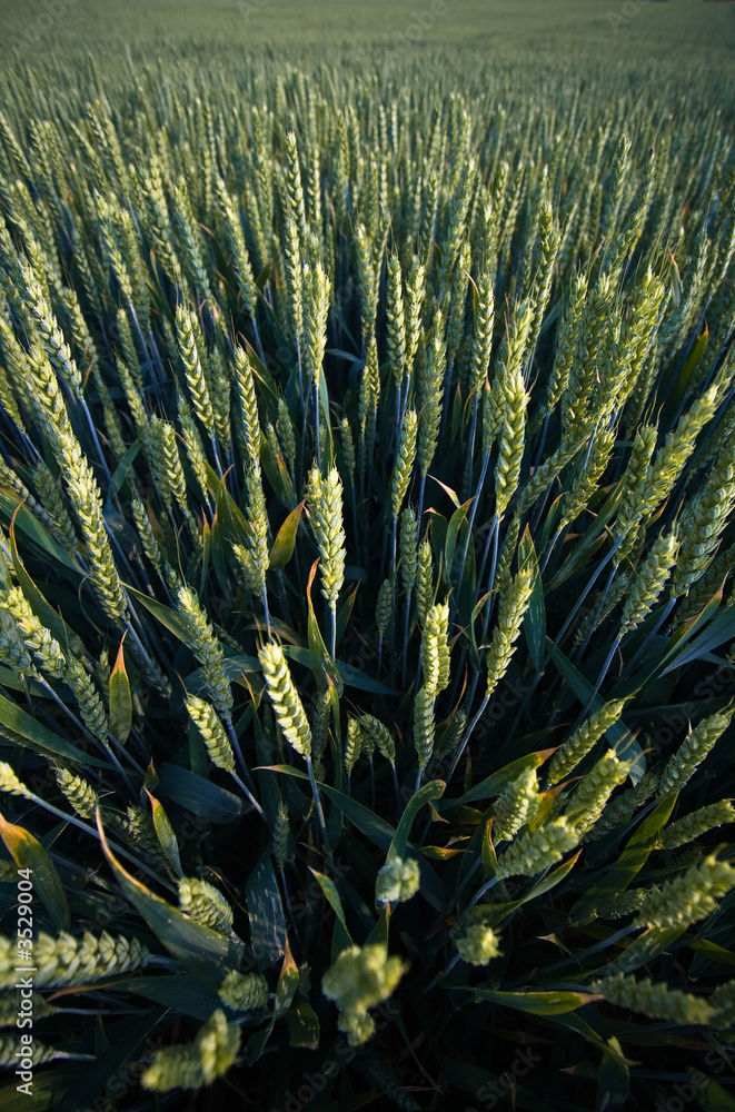 weizenfeld - weitwinkel