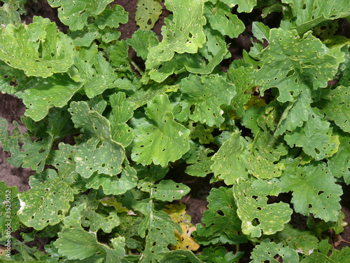 texture of radish leafs
