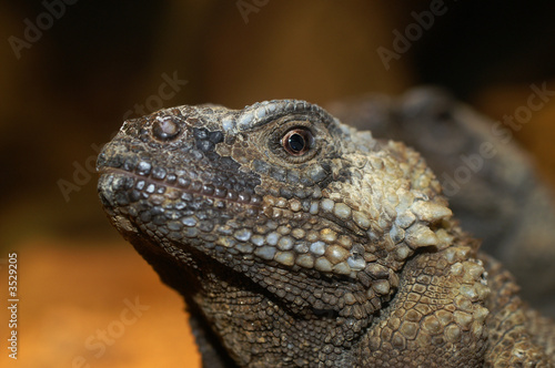 black chuckwalla
