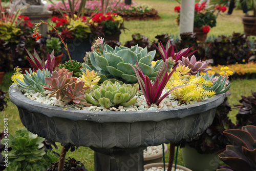succulent planter