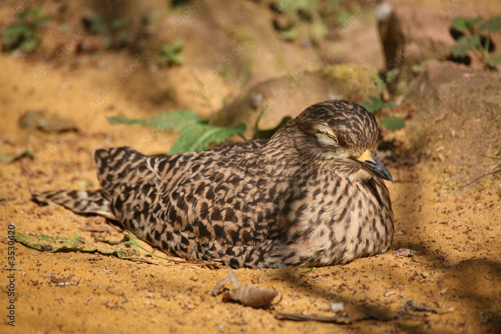 Fototapeta premium Kaptriel