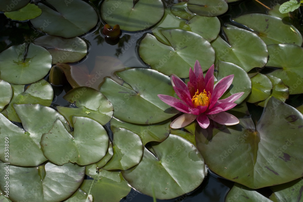 Pink exotic waterlily blooming in pond Pink exotic waterlily blooming in pond