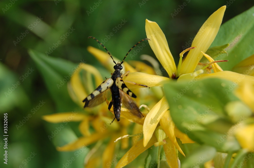 Fototapeta premium vol