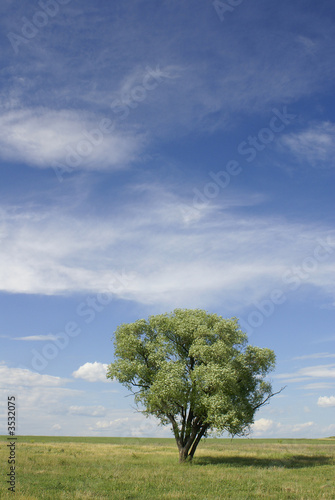 alone tree_vertical
