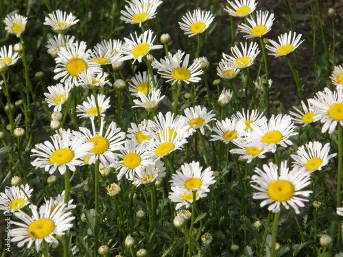 flowers of a camomile.