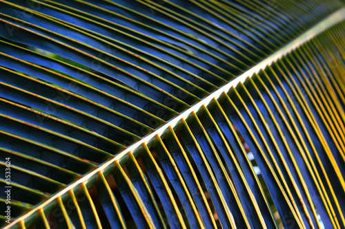 palm leaf close-up