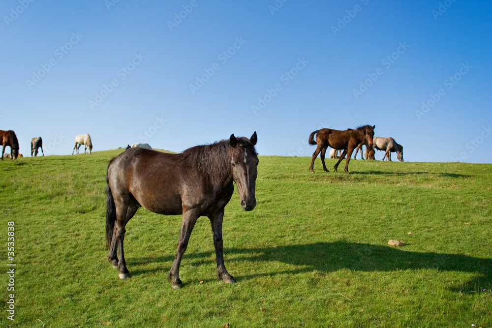 Herd of horses on a pasture