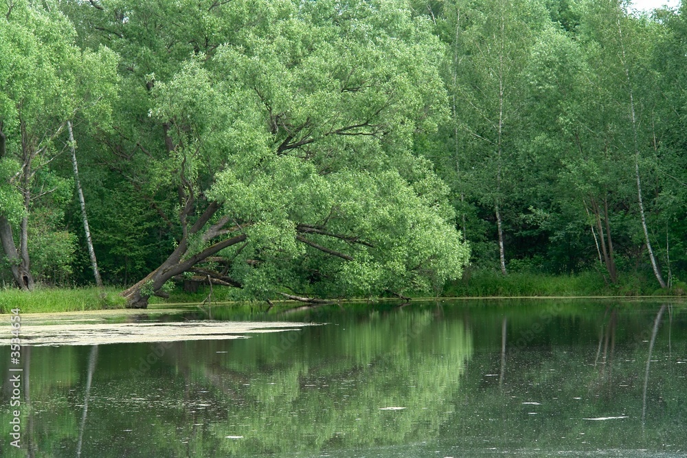 The inclined tree is reflected in the pond. The inclined tree is reflected in the pond.