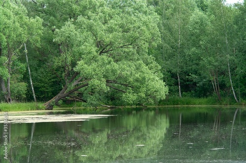 The inclined tree is reflected in the pond.