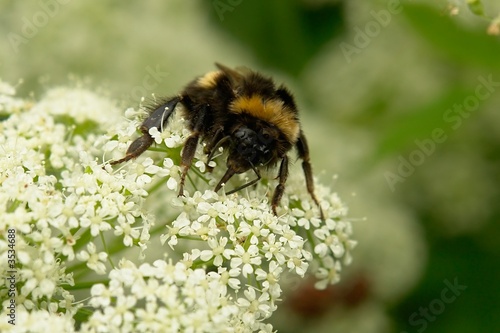 Large bumblebee gathers pollen on the flower  © StepStock