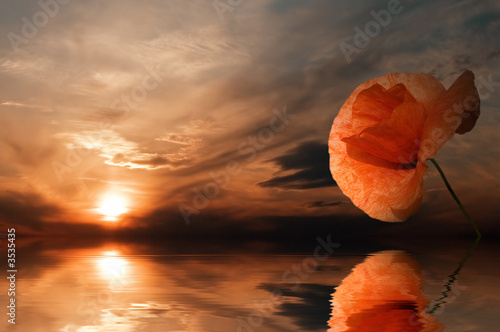 Leinwanddruck Bild - Serghei V : the poppy.