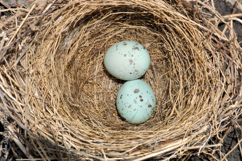 bird nest and blue eggs