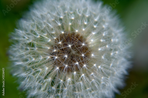 dandelion in bloom, close-up