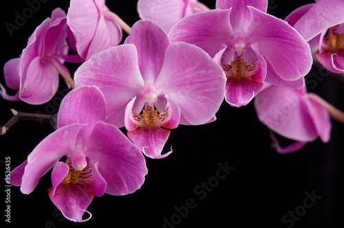 pink orchid  close-up