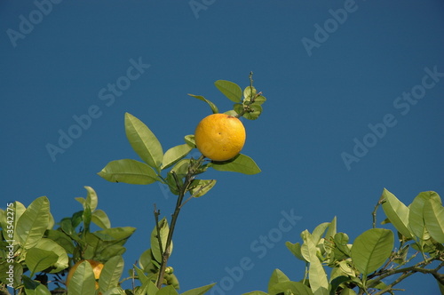 pamplemousse