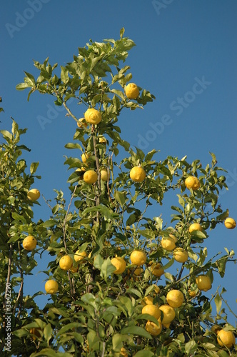 citronier