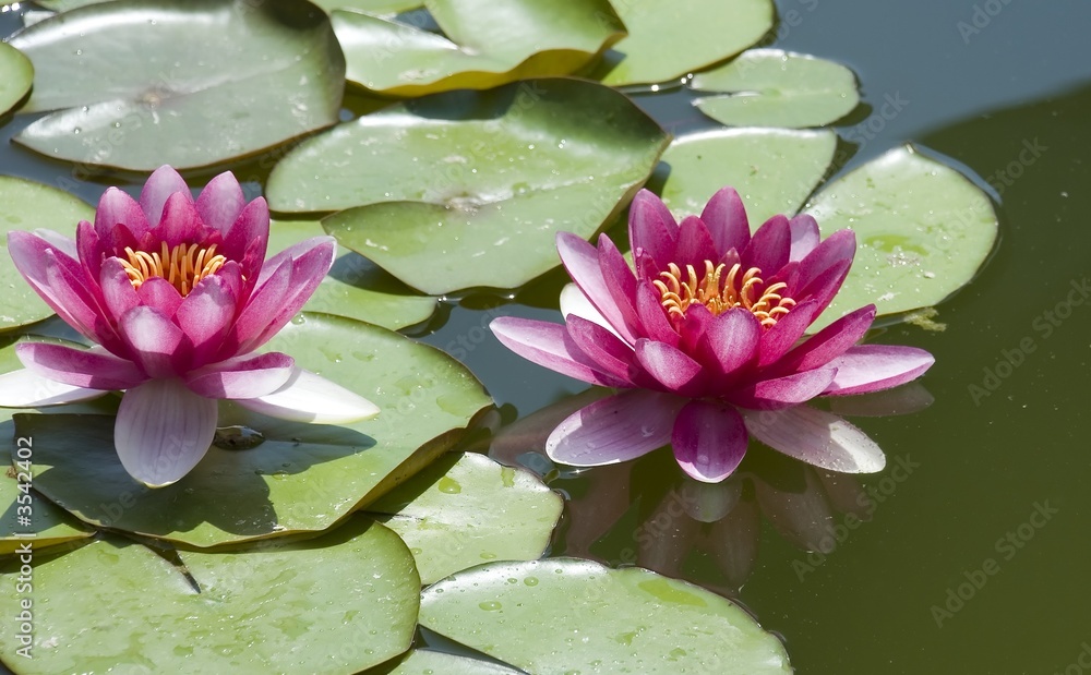 Two red lilies on wood lake. (The East Europe) Two red lilies on wood lake. (The East Europe)