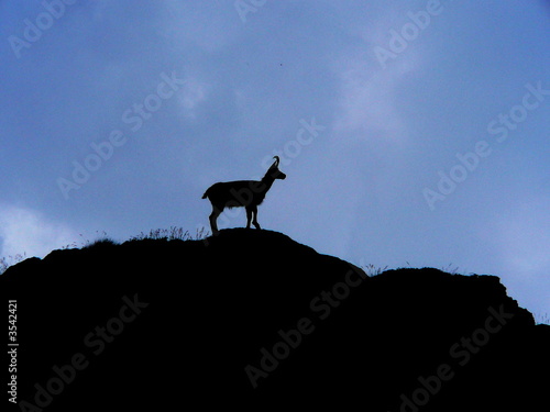 silhouette de chamois sur un sommet