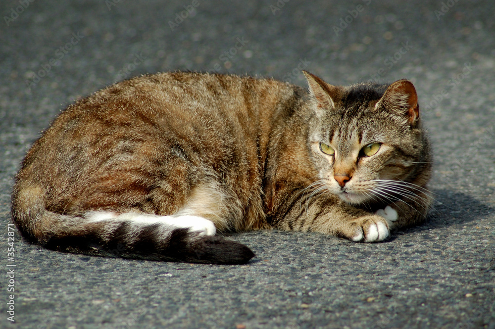 Katze liegend auf einem Weg