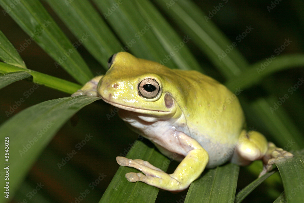 Obraz premium green frog