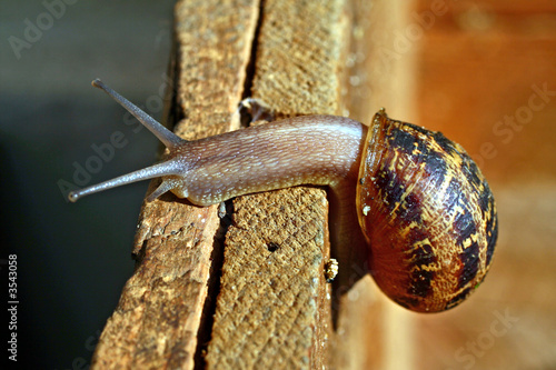 escargot photo