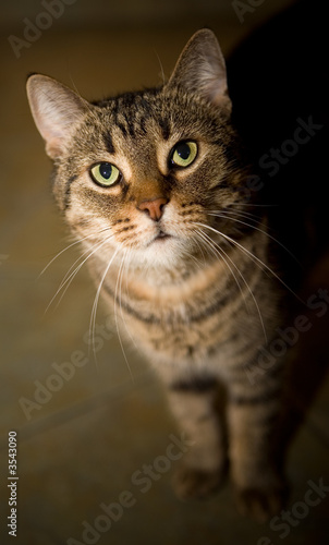 Wallpaper Mural Cat Portrait Torontodigital.ca