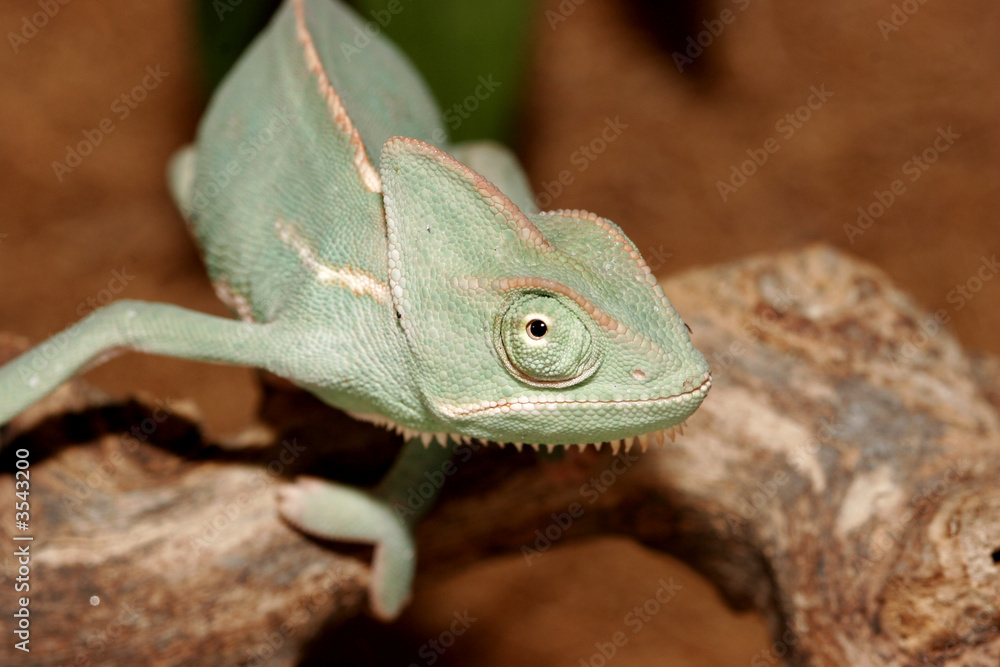 Obraz premium chameleon