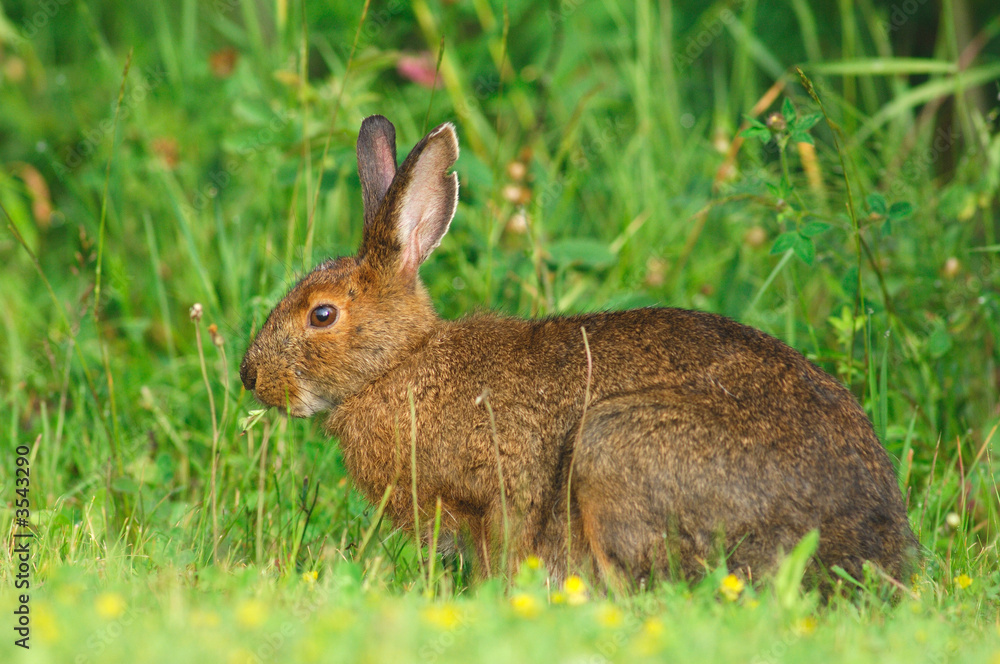 lapin dans la lumiére du matin lapin dans la lumiére du matin