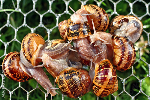 escargots 