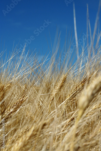 Champs de blé en provence