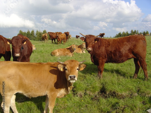 Elevage de vaches et genisses