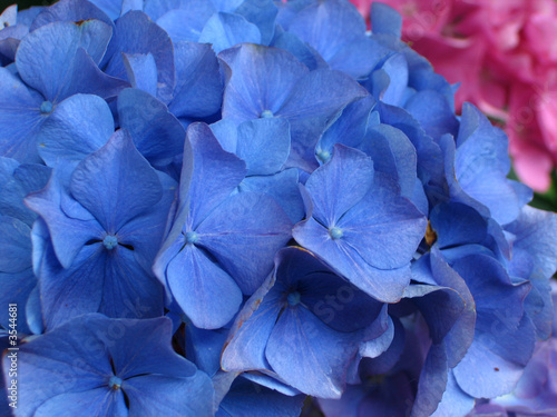 hortensia bleu photo