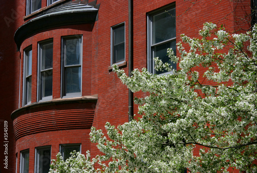 Blossoming tree in front of a red brick house