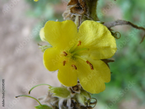 bouillon jaune