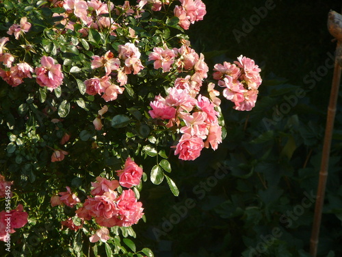 rosier en fleurs photo