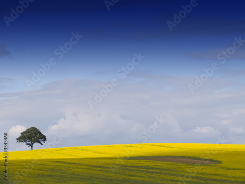 Rural English Landscape