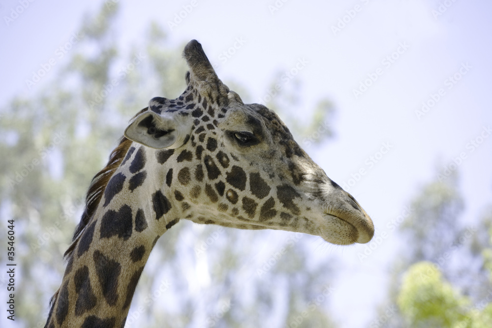 Profile shot of a Ugandan Giraffe (aka Rothschild Giraffe). Profile shot of a Ugandan Giraffe (aka Rothschild Giraffe).