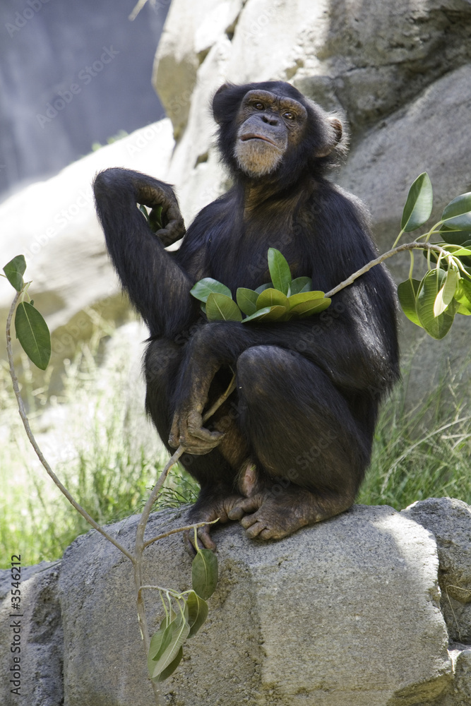 Female chimpanzee staring at camera