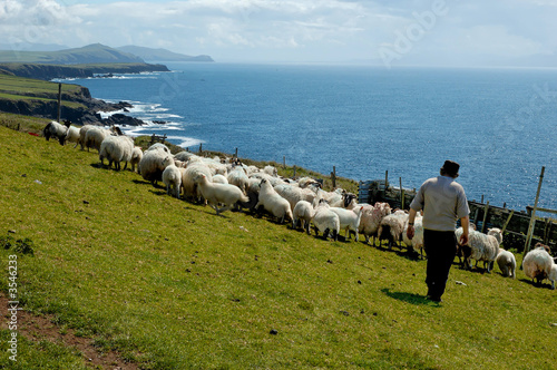 irish sheep