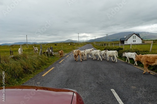 Irish traffic jam