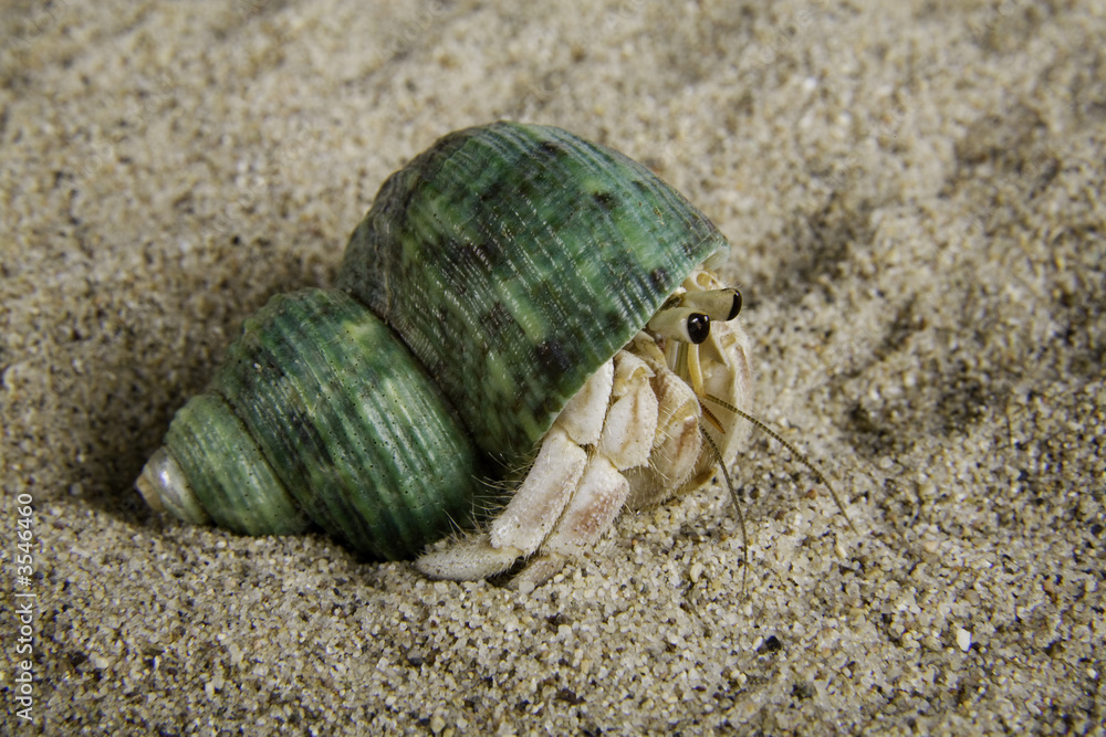 A land hermit crab (coenobita rugosus) with a green shell