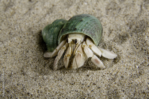 A land hermit crab (coenobita rugosus) with a green shell