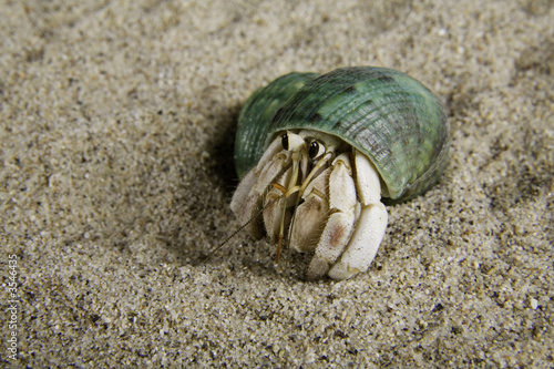 A land hermit crab (coenobita rugosus) with a green shell