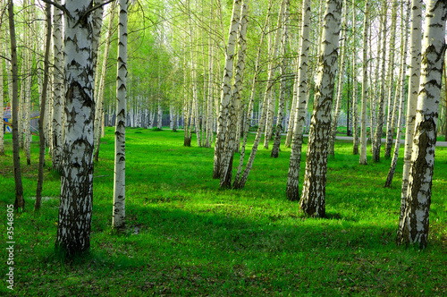 Fototapeta Naklejka Na Ścianę i Meble -  birch forest with long shadows