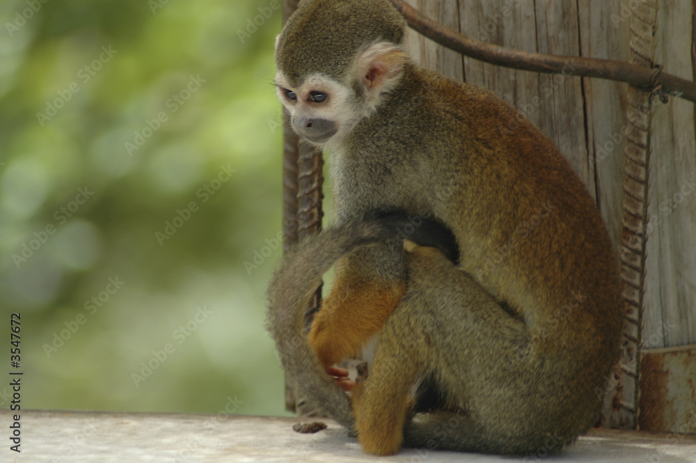 Obraz premium Monkey
