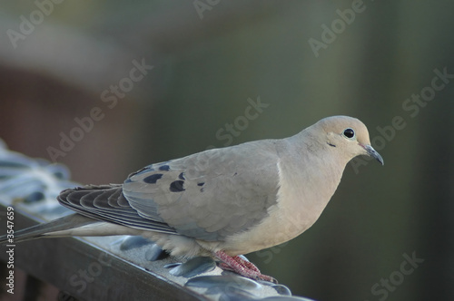 Mourning Dove