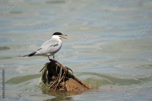seagull 2