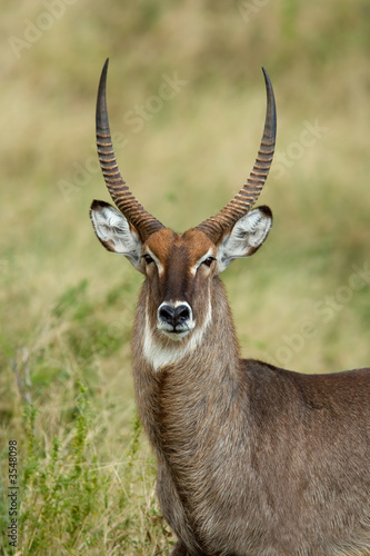 Waterbuck portrait photo