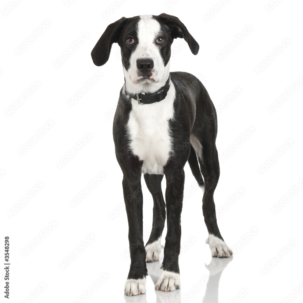 Crossed American Staffordshire terrier puppy